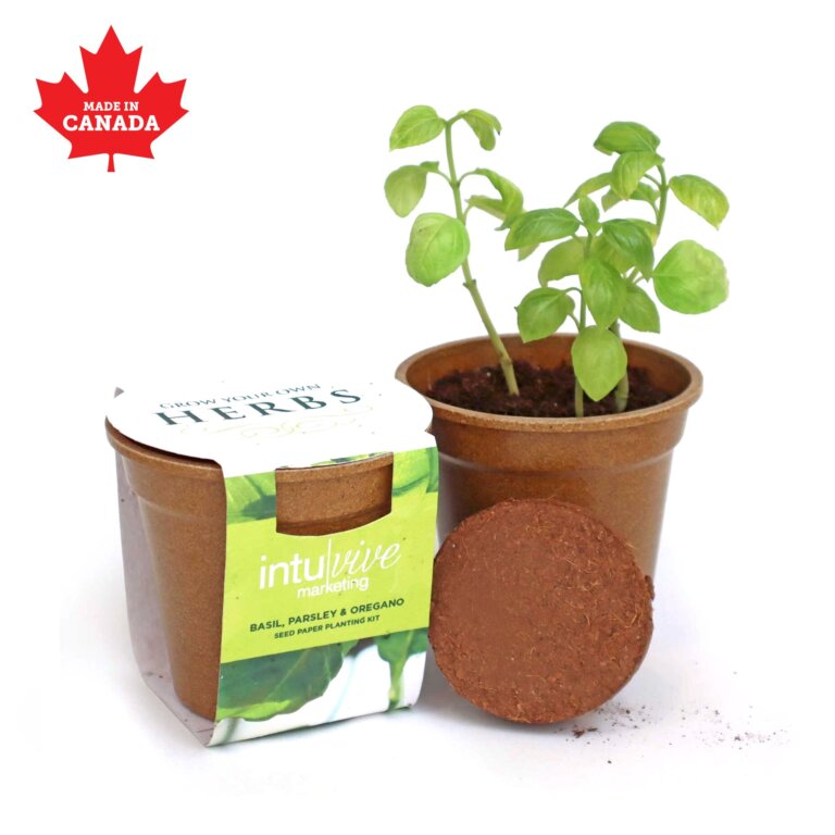 Herb seed sprouter photo